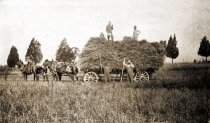 Hay wagon and horses